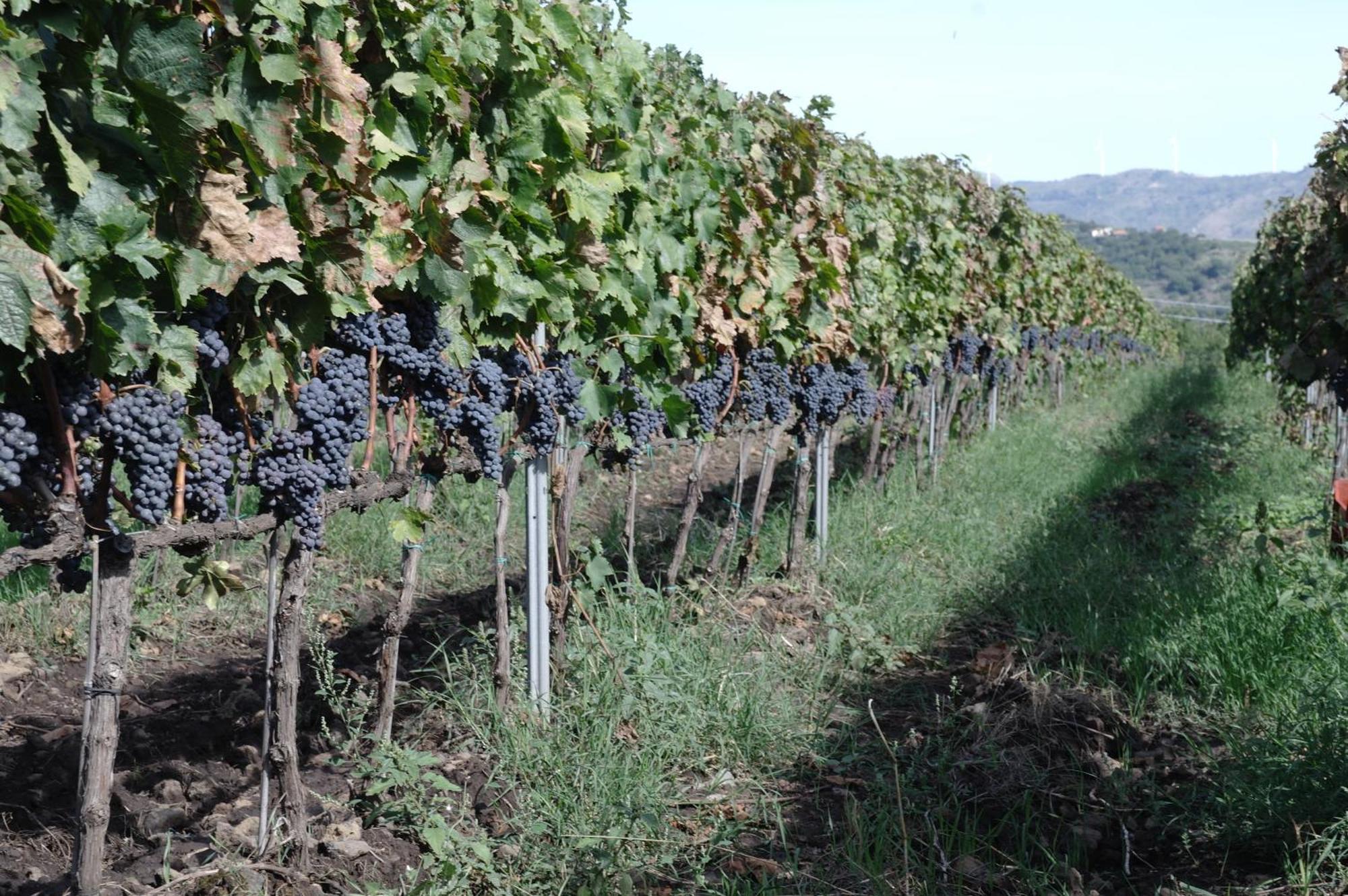 Feudo Vagliasindi -Wine Experience- Guest House Randazzo Ngoại thất bức ảnh